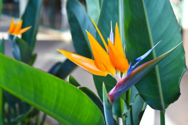 “Strelitzia reginae (Bird of Paradise) in a living room, one of the best indoor trees to add height and style to your home.