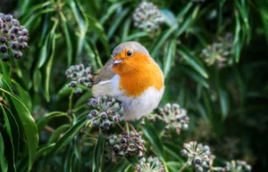 Read more about the article Top 7 Trees That Attract Birds, Bees, and Butterflies