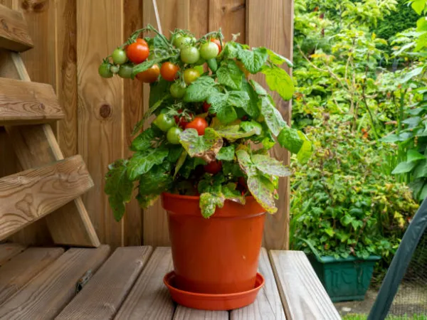 "Potted tomato plant with green leaves and ripening fruits"