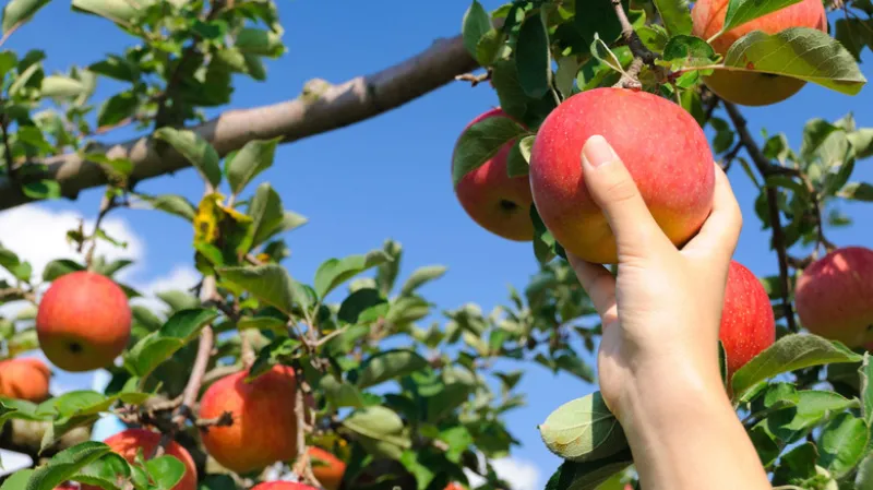 Read more about the article Top 7 Fruit Trees You Can Grow in Your Backyard (Even in Small Spaces!)