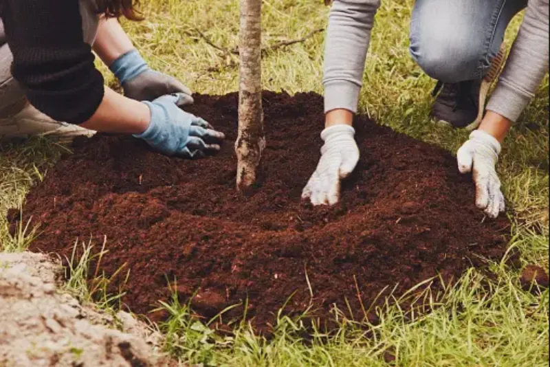Read more about the article Tree Planting Mistakes to Avoid: A Beginner’s Guide