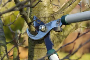 Read more about the article How to Prune Trees the Right Way for Better Growth