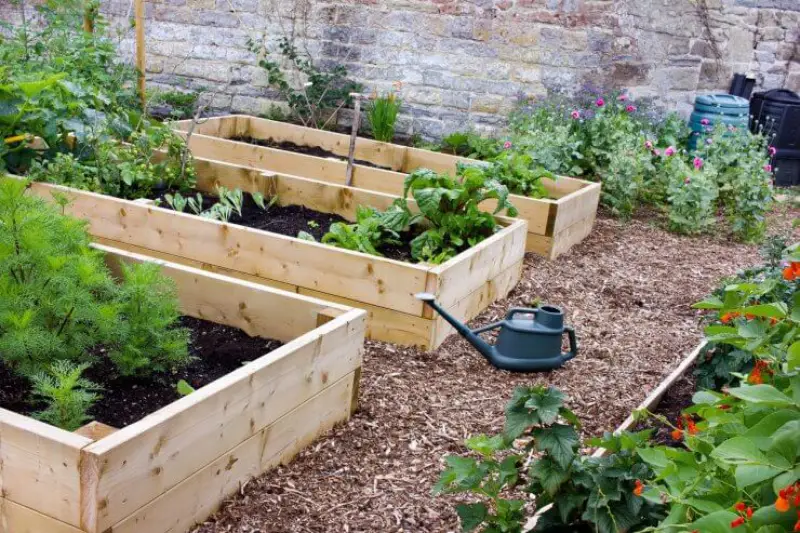 Read more about the article How to Build and Maintain a Raised Garden Bed