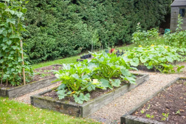 "Home vegetable garden filled with fresh organic produce"