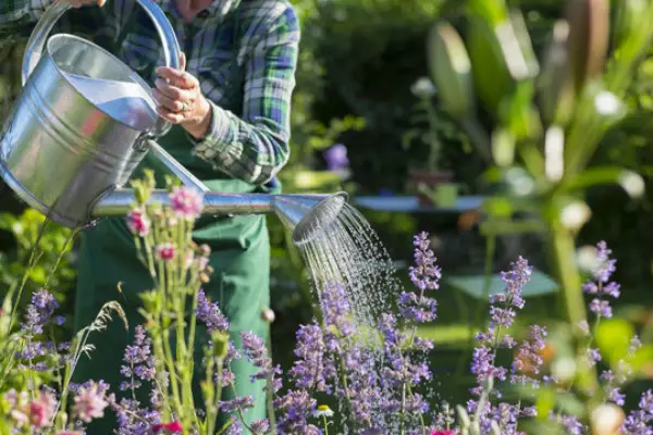 "Gardener using a watering can to water flowers and plants in a home garden."