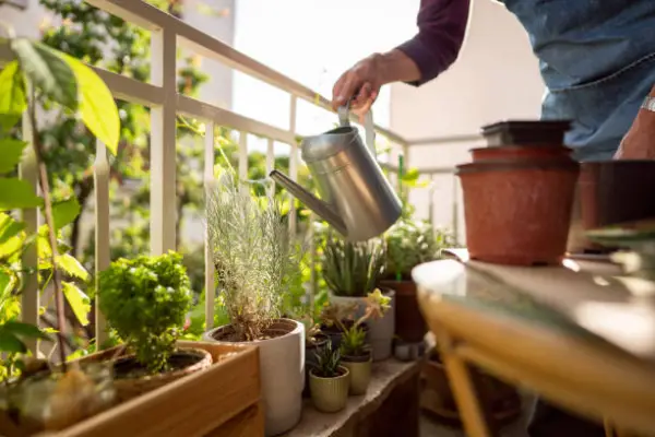 "Watering potted plants on a sunny balcony to keep them healthy and green."