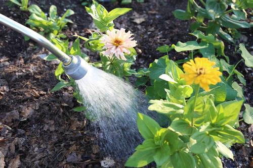 "Overhead view of a watering can gently watering blooming flowers and green plants in a garden bed."