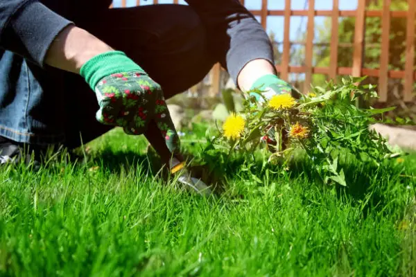 "Gardener pulling weeds from the lawn using a hand weeding tool"