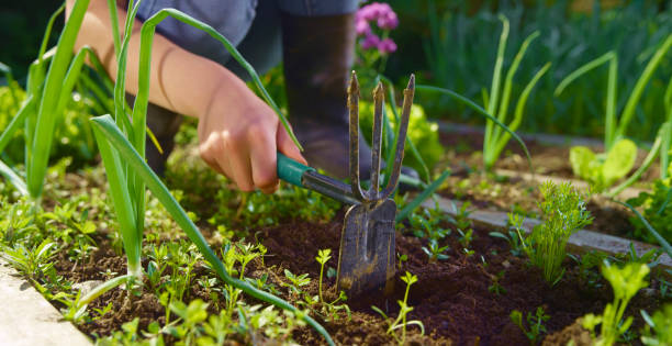 "Gardener weeding soil with a hoe to maintain a clean and healthy garden."