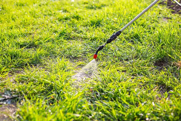 "Weed control spraying process to protect plants and promote healthy growth"