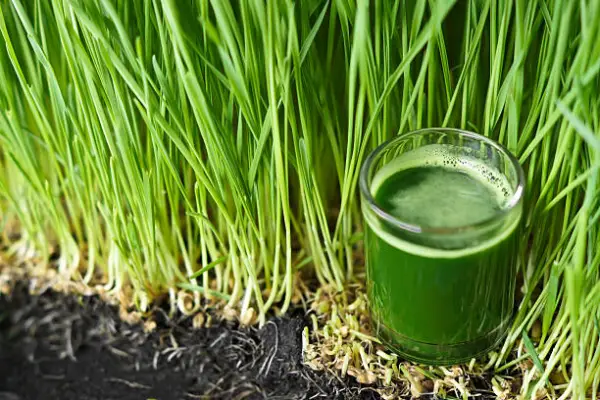 "Fresh green wheatgrass growing in a tray indoors for juicing"