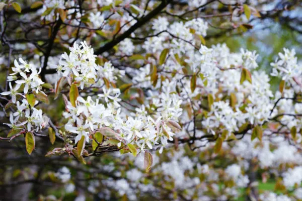 "White Amelanchier tree in full spring bloom with delicate white flowers"