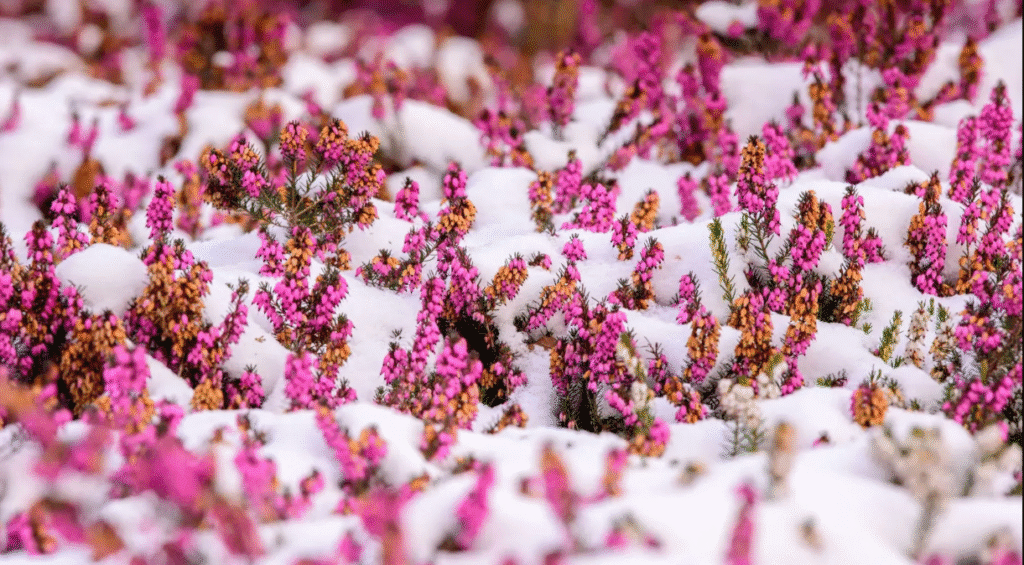 winter-heather