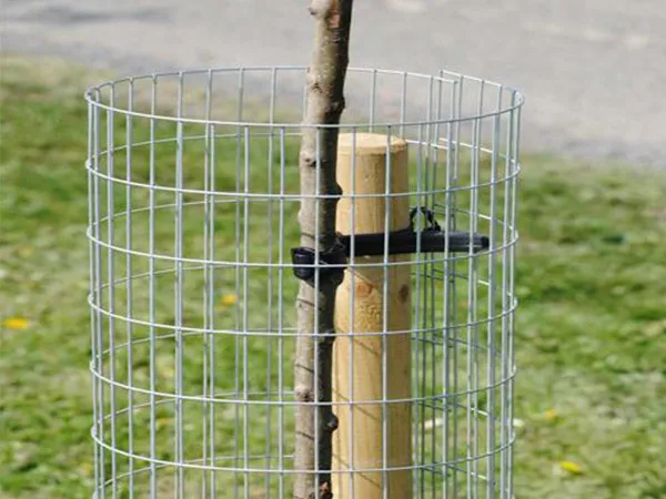 "Young tree protected with a wire mesh guard against animals"