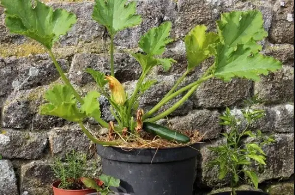 "Zucchini plants growing in large pots with broad green leaves"